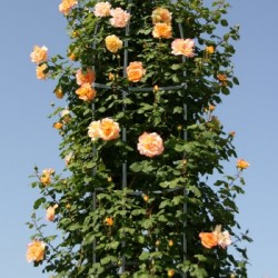 Suport pentru plante cataratoare 188 x 40 cm